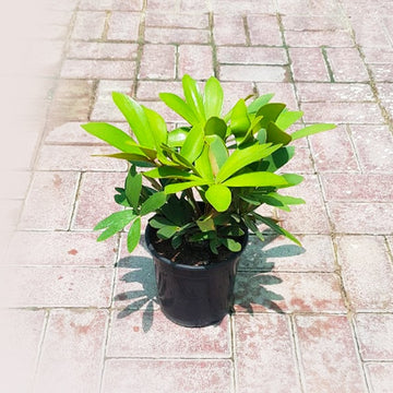 Zamia outdoor
